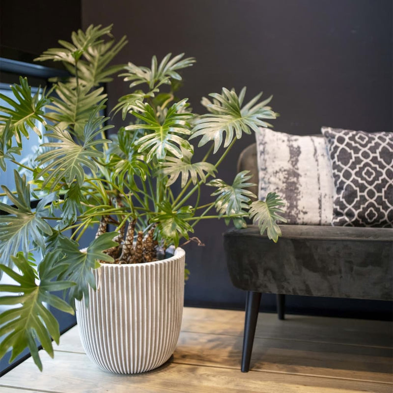 Groove Capi Capi Planter 35x34 cm de color marfil