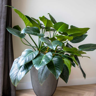 Capi Capi Flowerpot Groove Elegant 46x58 cm Antracite -Colored
