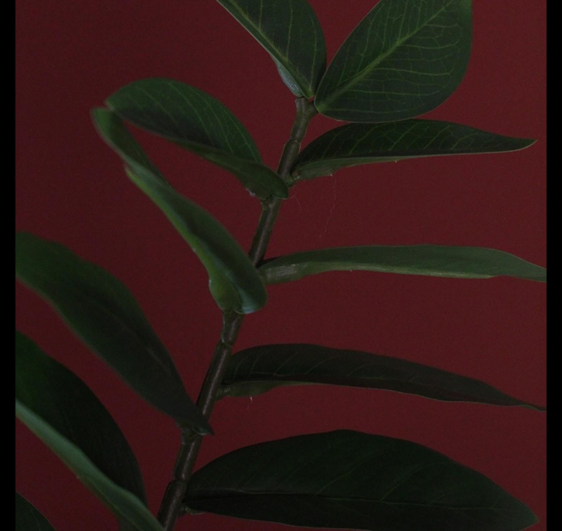 Pianta artificiale Countryfield verde 48x44x65cm