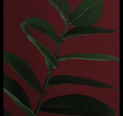 Pianta artificiale Countryfield verde 48x44x65cm
