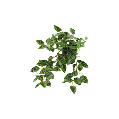 Countryfield kunstplant steker hang peperomia groen