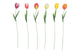 Spina da giardino countryfield tulipa h60cm