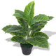 Vidaxl Art Taro Piante con pentola 45 cm verde