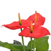 Planta de Anthurium de arte de Vidaxl con maceta de 90 cm rojo y amarillo