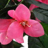 Planta artificial Vidaxl con Rodendron de maceta 155 cm verde y rosa