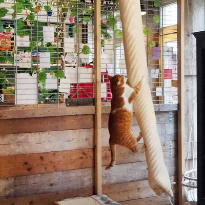 Quapas! Quapas! Borsa da arrampicata per gatti 180 cm sisal