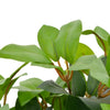 Planta artificial Vidaxl con árbol de laurel de maceta 40 cm verde