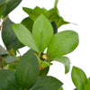 Vidaxl Plant artificiale con pentola di alloro 90 cm verde