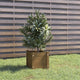 Vidaxl Planning Box 31x31x31 cm de pino sólido marrón marrón