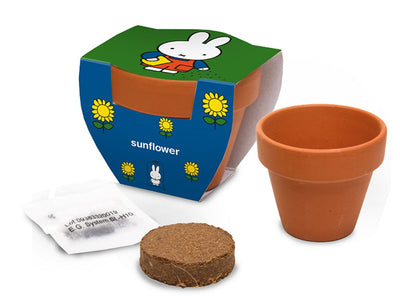Maceta de terracota de Nijntje con girasol.