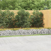 Vidaxl Schanskorf a volta aumentato da 600x100x50 cm galvanizzato