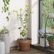 Vidaxl Plant Stakes 20 St 40 cm in acciaio scuro verde