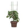 Vidaxl Plantrests 5 ST con 3 anelli da 60 cm in acciaio verde