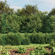 VidaXL Gaashek with ground anchors 1.6x10 m green