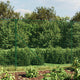 Vidaxl draadgaashek met flens 1,6x10 m groen