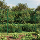 Vidaxl draadgaashek met flens 1,4x10 m groen