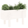 Casella di pianificazione Vidaxl 62x30x38 cm Pino solido