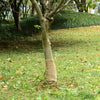 Vidaxl Jute Roll 200 g m² 0,25x10 m 100% iuta