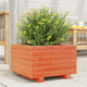 Vidaxl Fiorter Big 40x40x26.5 cm Basco di pino solido marrone