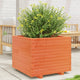 Vidaxl Planning Box 60x60x49.5 cm de pino sólido marrón marrón