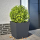 Vidaxl Planning Box 50x50x50 cm de acero antracita