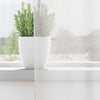 Vidaxl cortinas voile con ojales 2 piezas blanco