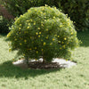 VidaXL apto para aro plano para árbol blanco ø30 60 cm acero
