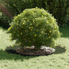 VidaXL adatto per anello albero piatto verde oliva ø50 80 cm acciaio
