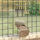 Vidaxl comida para conejos plata 12,5 x 26 x 28,5 cm acero galvanizado