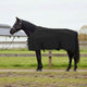 Coperta per cavallo Vidaxxl in poliestere nero