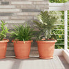 Vidaxl ronde bloemenschalen 6 pcs baksteenrood ø 23,5 x 2,5 cm