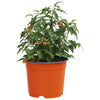 Vidaxl bloempot 50 pcs terracotta ø 15 x 12.5 cm kunststof