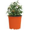 Vidaxl bloempot 200 pcs terracotta ø 15 x 13 cm kunststof