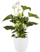 Elho brussels round wheels 47 - macetero grande para interior - 100% plástico reciclado - ø 46,5 x h 43,5 cm - blanco