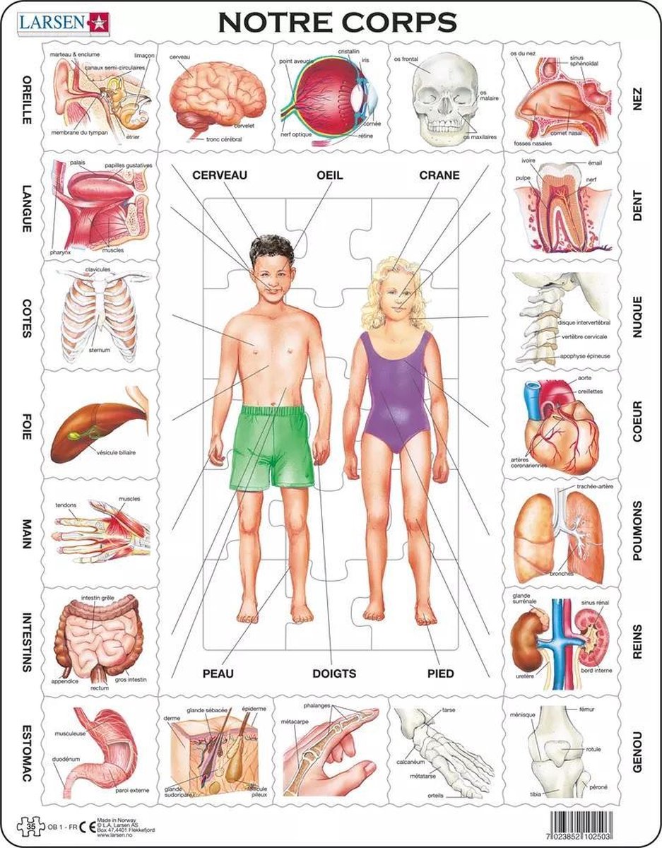 Larsen le corps humain – puzzle – corps humain – anatomy – puzzle éducatif pour enfants – 35 pieces – fabriqué en norvège – pieces extra épaisses de 2.5 mm – plateau with fixed plate