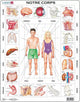 Larsen le corps humain – puzzle – corps humain – anatomy – puzzle éducatif pour enfants – 35 pieces – fabriqué en norvège – pieces extra épaisses de 2.5 mm – plateau with fixed plate