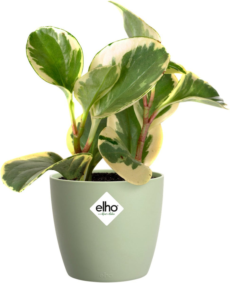 Elho brussels round mini 10.5 - macetero de interior - ø 11,0 x h 9,7 cm - verde sorbete