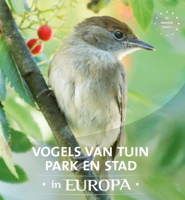 Aves de jardín, parque y ciudad en Europa.