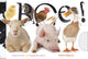 Libro de apariencia y sensación: ¡boo! 1+