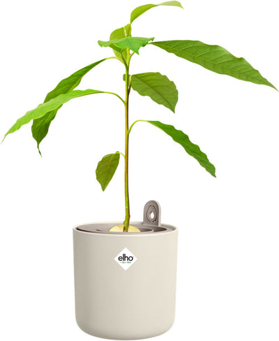 Elho amazing avocado pot 12 - kweekpot voor binnen - 100% gerecycled plastic - ø 12 x h 12.1 cm - linen white