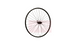 Ruota posteriore Roland Ryde Rival21 28 Sh. FHM5100 36G QR ZW.