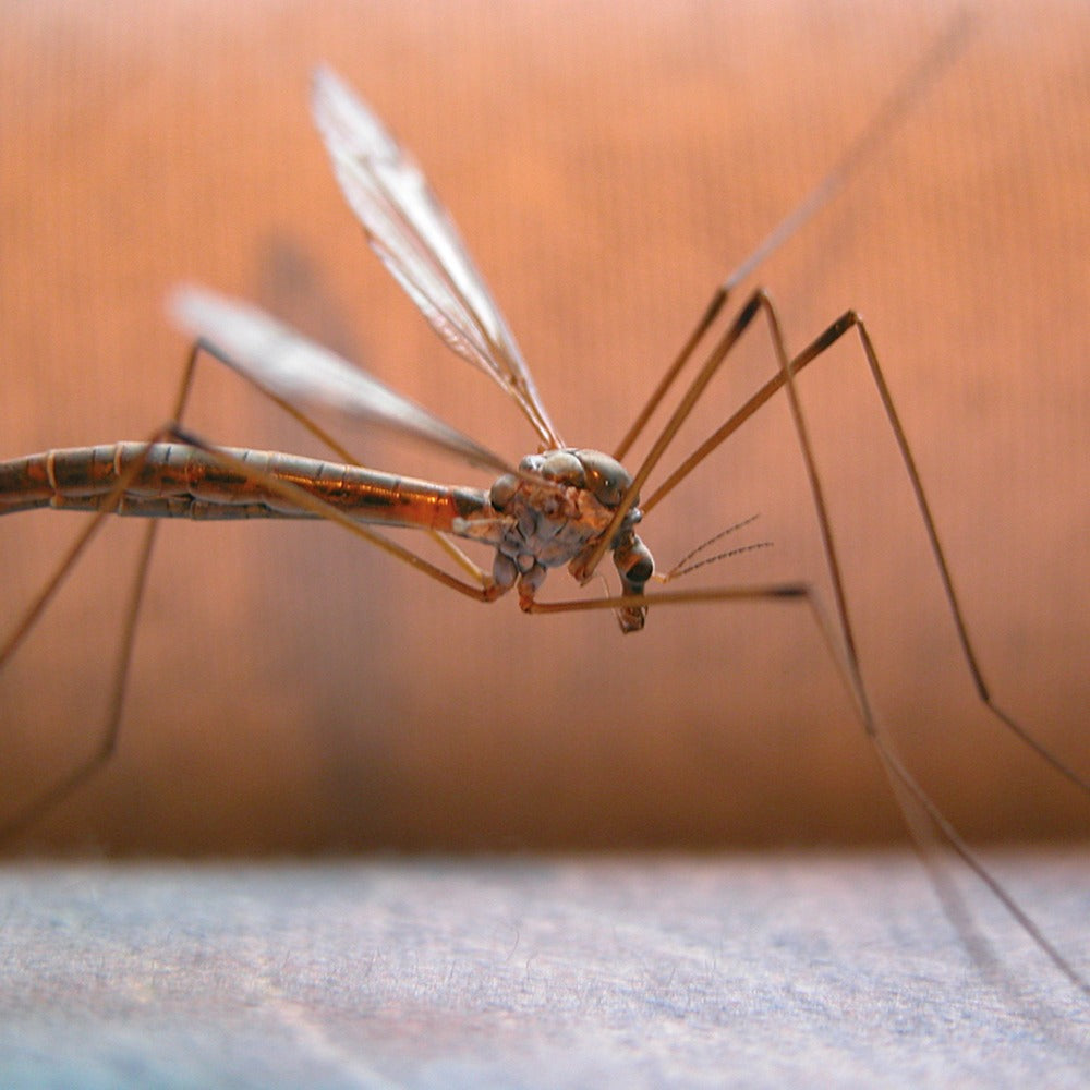 HG HGX tegen muggen en vliegen