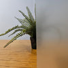 Kenro anti reflectie spray mat voor witte ondergrond