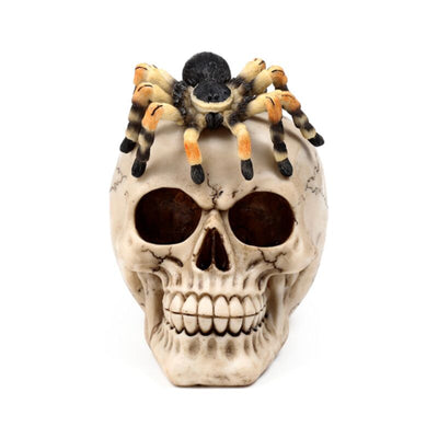 Cranio