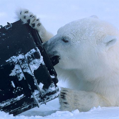 Casi di esploratore 3005 VADCA NERA con schiuma di raccolta