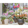 Gardena plantenspuit 1 l (grijs, 11112-20)