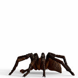 Schleich Harry Potter Aragog - afbeelding 5