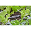 Gardena T-Piece en el sistema T-System para boquillas