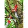 Wolf-garten multi-star boomschaar vario rc-vm (rood)