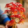 LEGO 10348 Botanicals giapponese Maple Bonsaibom